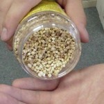 MOSQUITO BT GRANULES 8 OZ