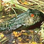 ALLIGATOR GUARD