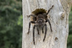 Bird eating tarantula looking for dinner