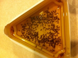 Fruit flies in trap