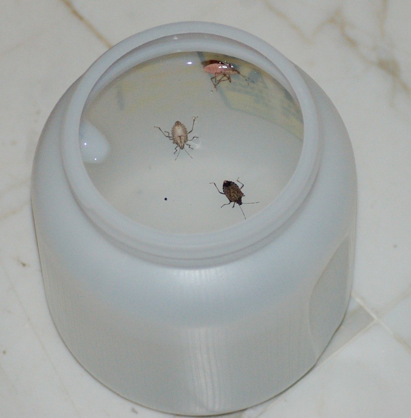https://www.bugspraycart.com/wp-content/uploads/traps/pheromone-and-food/asian-ladybug-light-trap/stinkbugs_caught_in_trap.jpg