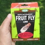 FRUIT FLY TRAP 3PK REFILL