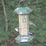 SQUIRREL SCATTER BIRD FEEDER